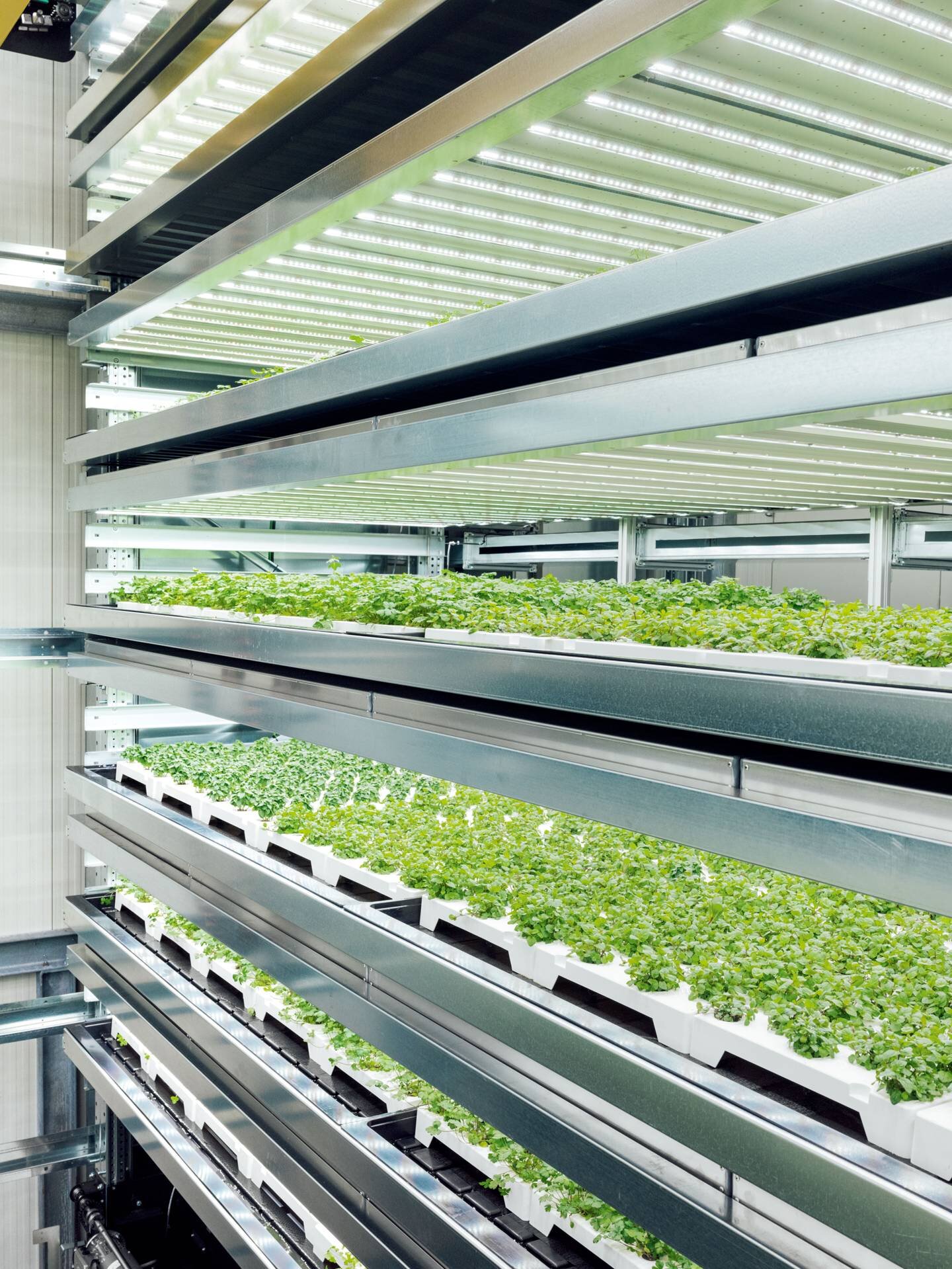 Inside one of Infarm's high-volume production farms / Ériver Hijano
